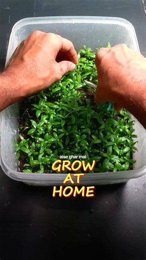 Aquarium Plants Are Expensive Grow Them Instead😱 ||#plantedtank #aquarium