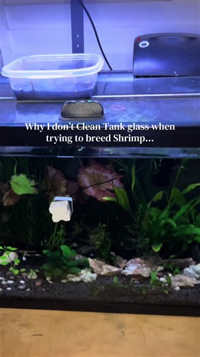 Breeding Shrimp: Why Tank Glass Cleaning Matters