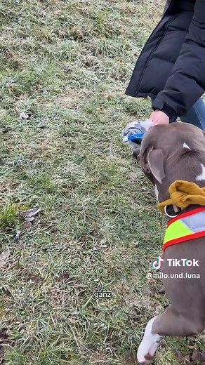 DRK Hundestaffel: Mantrailing mit Amstaff
