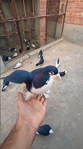 Shirazi pigeon Standing like a true Champion 💖 || #shorts#shorts #pigeon #kabutar #shortvideo