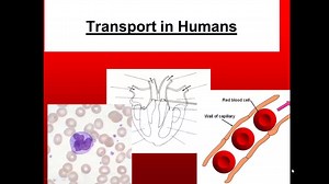 2019-08-26-21-33-29-Transport in Humans for IGCSE Biology. Part 1 - blood
