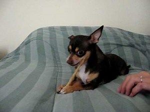 Mean Chihuahua