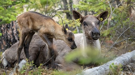 Can Jasper’s new breeding centre save caribou from local extinction?