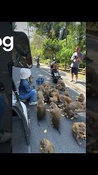 Cheeky Monkey Steals Box of Bananas and Causes Road Chaos || ViralHog