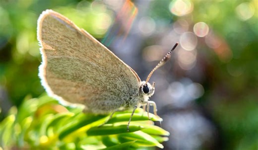 'Curiously isolated' butterfly species discovered in Alberta national park - The Weather Network