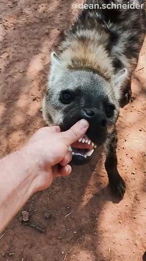 HYENAS TEETH #shorts