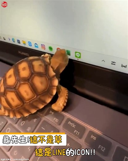 【網絡熱話｜這不是草！！】 似乎龜先生，對Excel跟line的icon抱有異常的執著... 感謝影片提供：X@BelgeseleDair #GOJAPAN #網絡熱話 #烏龜 #治癒可愛 | Gojapan去日本by unclenine