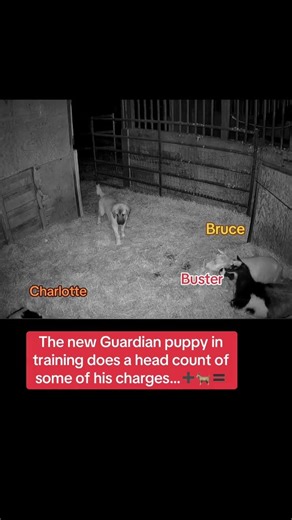 New guardian puppy Grimm is learning how to do head counts…