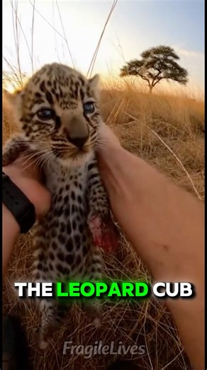 This Leopard Cub Was Being Killed by Lions… Until a Man Stepped In❤️‍🩹🐯