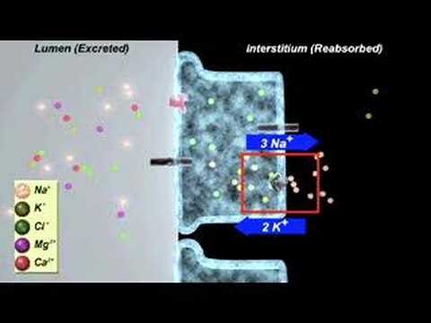 Diuretic action in the kidney