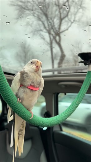Club des Calopsittes on Instagram: "Elle est mignonne, c’est vrai... mais sa santé reste ma priorité ! 🦜✨ Après avoir reçu tant de questions suite à nos vidéos, j’ai enfin réuni tous mes conseils et secrets pour prendre soin de votre calopsitte dans un guide complet. C’est un support simple, direct et pratique pour vous aider à offrir la meilleure vie possible à votre petit compagnon, ici en France. 🇫🇷 ✅ Comment obtenir le guide ? C’est très simple : Commentez GUIDE ci-dessous et je vous envo