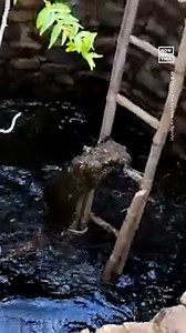 2.1M views · 65K reactions | After this leopard got stuck in a well in Odisha, India, on June 8, the Odisha Fire Service sprung into action to save the big cat. The fire service, along with local police and other agencies, lowered a ladder into the well, allowing the leopard to climb to safety. Local news outlets reported that the leopard was successfully rescued. Neither it nor the public sustained any injuries. | NowThis Earth | Facebook