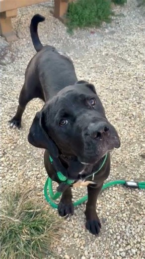 Charlotte Is Ready for Her Forever Home | Adoptable Black Labrador Retriever Mix