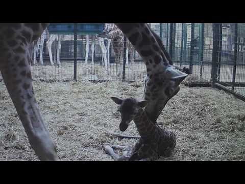 Giraffe born! Stunning CCTV footage captures precious moment rare calf is born at Chester Zoo