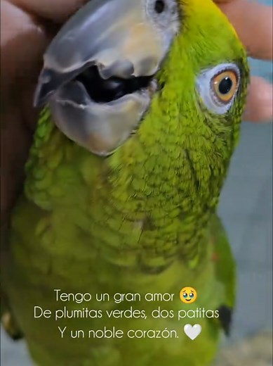 Por qué los loros hablan: Mi gran amor por los loros
