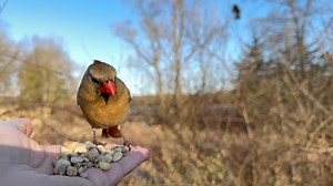 30K views · 2.1K reactions | The Queen of the Boardwalk, a Northern Cardinal, was quite ready for breakfast as she kept flying past me to get my attention. A Red-winged Blackbird flies by close overhead, causing the Queen to take off but she quickly returns. Video switches between real time and slow motion. | Jocelyn Anderson Photography | Facebook