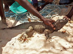 Environmental issues in Haiti - Alchetron, the free social encyclopedia