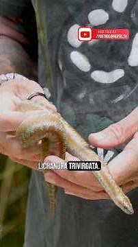 🐍 Rosy boa – the forgotten beauty in terraristics?