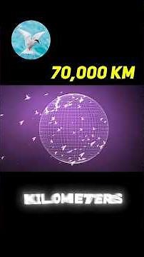 This Bird Flies 70,000 km Every Year! 😱🕊️