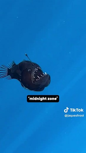 First Recorded Sighting of the Black Devil Anglerfish