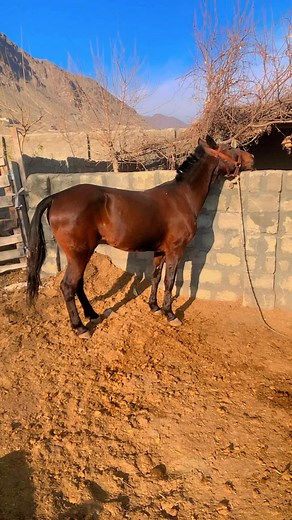 Sultan ar computer 🖥️ far you pilaz | Shãkã Ãfrãd Bôtô Khal