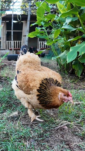 Tito Jay Dimapilis on Instagram: "Rhode Island Reds Philippines' MOST POPULAR CHICKEN Breed! #foryourpageシ #highlightseveryonefollowers #everyonehighlights #fypシviralシ2024 #foryourpage #everyonefollowers #fypviralシ #AgreeSaAgri #viral #fypシ゚viralシ2024fyp #agreesaagri❤️ #fypシ゚ #fypシ゚viralシ #follower #fypシ゚viralシfypシ゚viralシalシ #fypageシ #pinoy #feelingpopular #fypシ゚viralシfypシ゚"