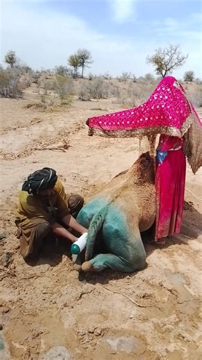 مشهد غريب في الصحراء… راعٍ يحرك أداة زرقاء تصدر صوت "غُرغُر" وامرأة تظلّل الجمل بطريقة مدهشة