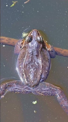 Advertisement Call - Wood Frog (Lithobates sylvaticus) :: Animal Behavior