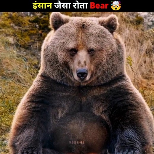 Crying Bear Mystery 🤯 #animalfacts