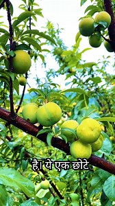 Manchineel The Death Tree #hindifacts #trees #fbreels #DidYouKnow #facts | World Facty