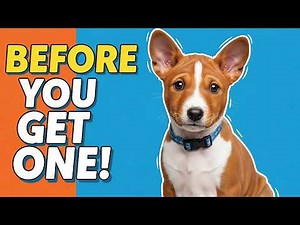 Basenji Puppies – Everything You Need to Know Before Owning One