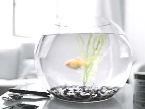 PBS - Fish By Fallon