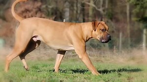 5 Aggressive Breeds: Best Coyote Hunting Dogs | Hunting | PDF (2024)