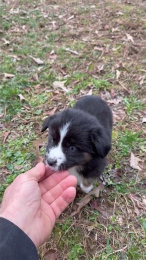 Mini Aussie Baby doll is 6 Weeks Old