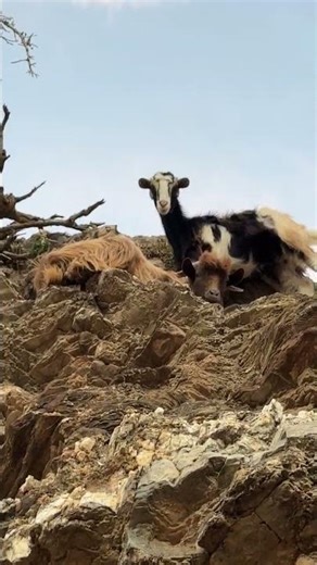 🐐 The Goat With the “Hat Haircut”! You Need to See This 🤣🎩 #animals #goat #mountains #Shorts