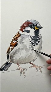 Sparrow Drawing Easy #shorts #sparrow