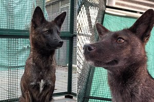 The Adorable Dog-Fox Hybrid That Captured Our Hearts