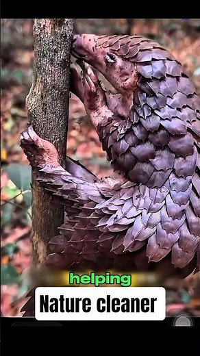 The Hidden Power of Pangolins #shorts #pangolin #nature #facts