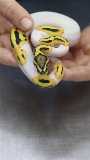 Our Most Expensive Investment FINALLY Paid Off!