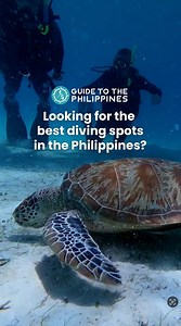 Explore the top dive spots in the Philippines! 🇵🇭 Dive into vibrant reefs and marine life with the widest selection of packages at Guide to the Philippines. 🌊 Plan your next adventure today at www.guidetothephilippines.ph. | Guide to the Philippines