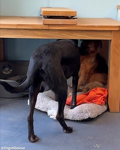 The arrival of Shadow 😍 We’ve heard so many stories about how broken he was. But here is arriving and taking things all in his stride. His rescue decided to give him a little sedative to help him with the travel but he was bright as a button when he went out to have a run around. And amazingly he came back into his room which he has decided is his safe place. Rewarded with some tasty chicken 💜 | Dogs 4 Rescue