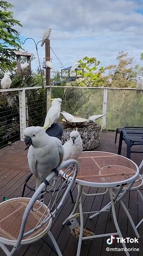 Wild Cockatoo Encounters in Australian Rainforest