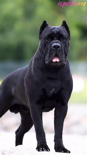 "Canecorso vs Wolf 💪 Epic Power Transformation 🐾 #DogTransformation #Canecorso #Wolf #Dog
