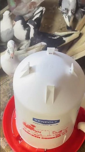✨ A Quick Look Inside the Dream Pigeon Loft! #pigeons #pigeon #pigeon101