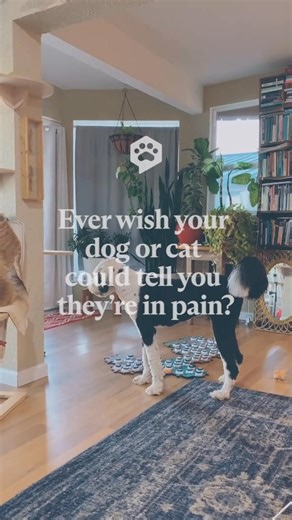 What if your dog or cat could tell you when they're in pain so you could help them faster? Give them the words to tell you what they are feeling. | FluentPet