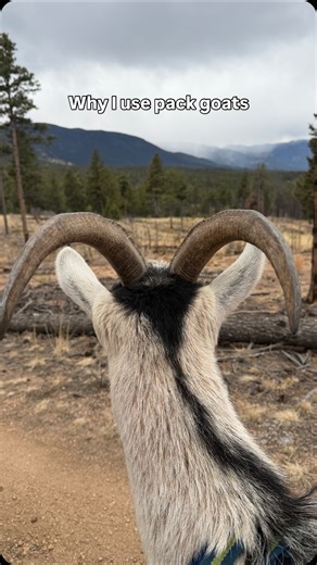 Goats are natural browsers and long-distance movers. On trail, they have access to a diverse variety of forage (shrubs, weeds, leaves, bark) that a standard pasture simply can’t provide. That diversity supports rumen health, hoof wear, and overall conditioning. Packing also provides: • Structured exercise • Mental stimulation • Confidence building • Stronger human-animal partnership Because I have a back injury, they help carry gear — but it’s never mandatory. If a goat doesn’t enjoy the job or