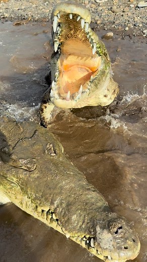 🇨🇷 This is why we are the best tour in town! 🤩 Come and live the real crocodile experience with us! 🐊 🐊 Our tour visit the most important ecosystems in Tárcoles river like the beach, mangroves, nesting and birthing areas. 🌴🌊☀️🚤🌅 🐊 Our tour goes for 1 hour and 40 minutes approximately, and we start every 2 hours since 8:00 am until 4:00 pm, everyday. 📅 🐊 You can do birdwatching and also you have the chance to see lots of other animals during our tour!🦉🦜🦇🦩🐒 🐊 Also, do not miss an