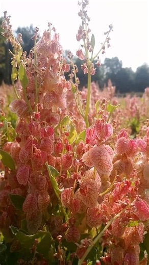 আল্লাহ তুমি আমার আগে মাকে নিয়ো না #ইসলামিক_শর্ট_ভিডিও #islamicpreacher #মিজানুর_রহমান_আজহারী #mursh