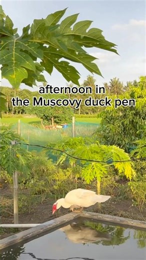 the beauty of the Muscovy duck pen in the afternoon #duck