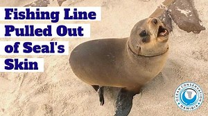 8.4K views · 411 reactions | Overgrown entanglements like this one...